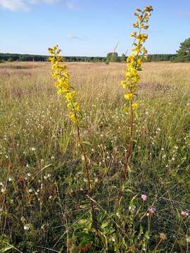 Image of Solidago virgaurea subsp. virgaurea