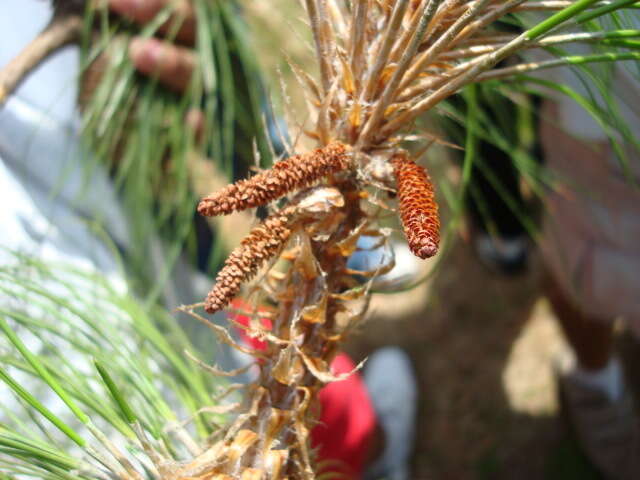 Image of Thin-leaf Pine