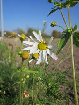 Image of Smooth peruvian daisy