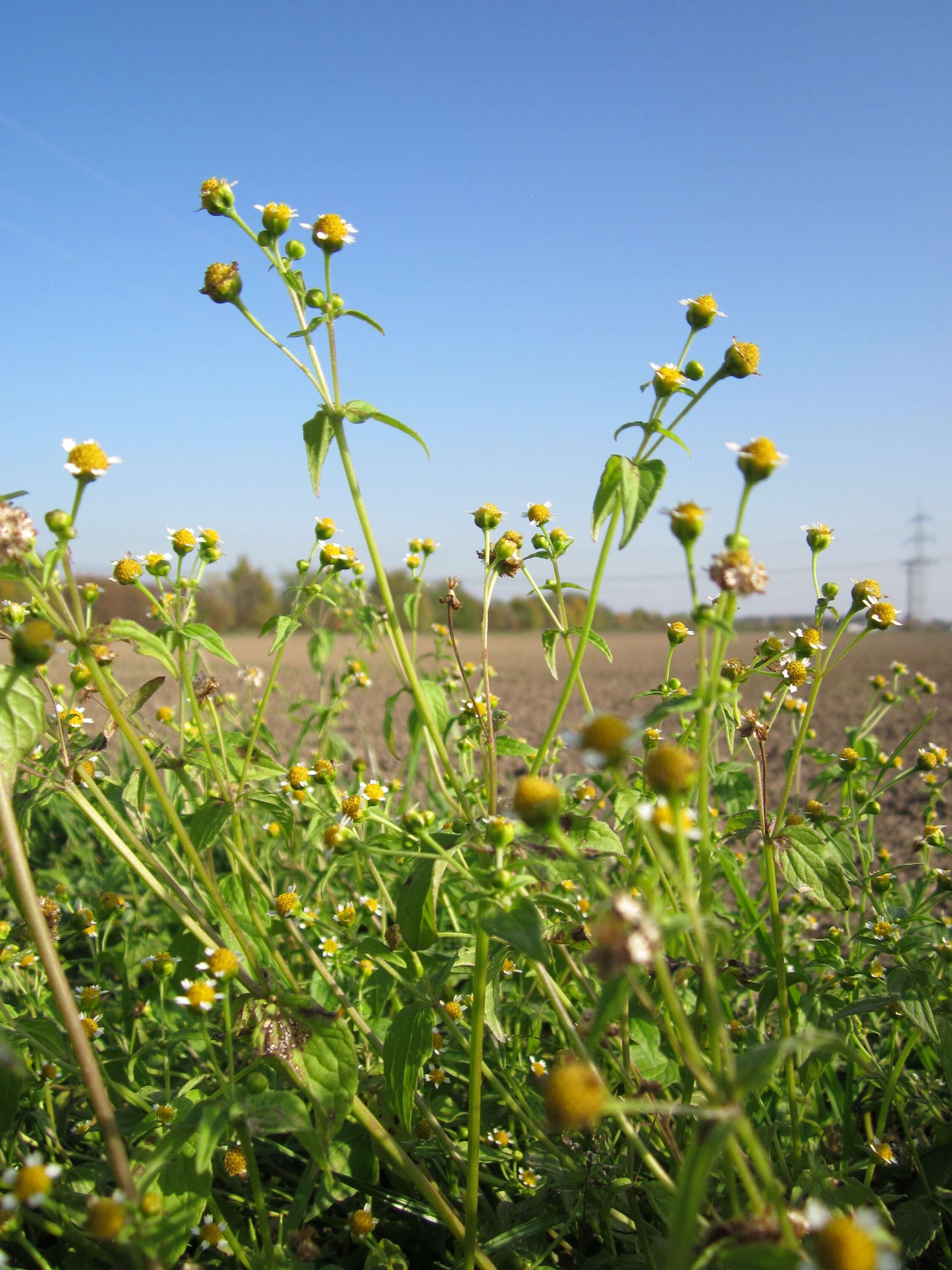 Image of Smooth peruvian daisy