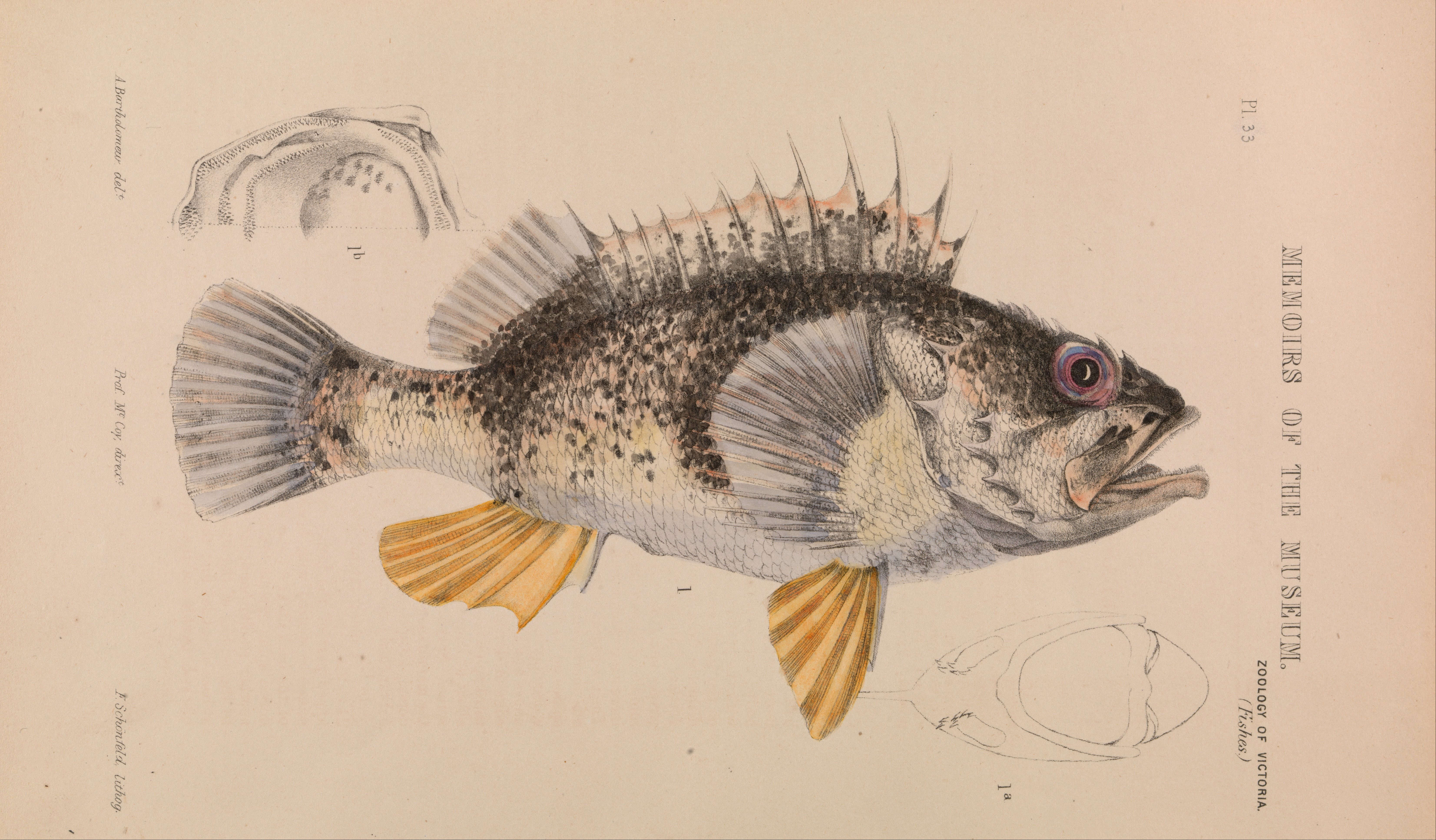 Plancia ëd Helicolenus percoides (Richardson & Solander 1842)