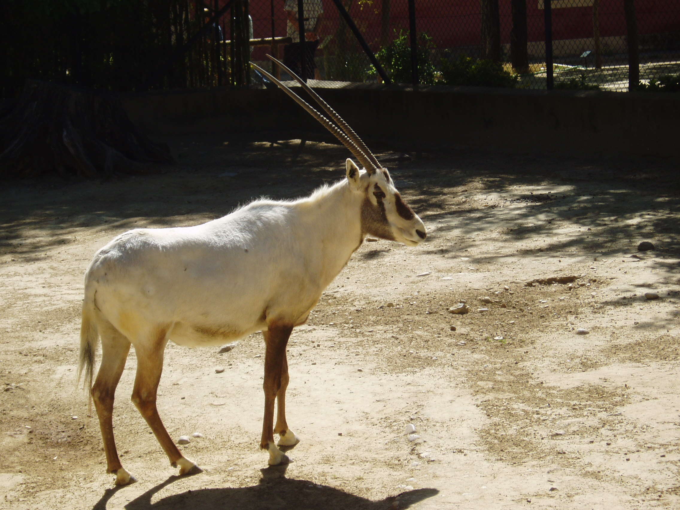 Image of Arabian Oryx