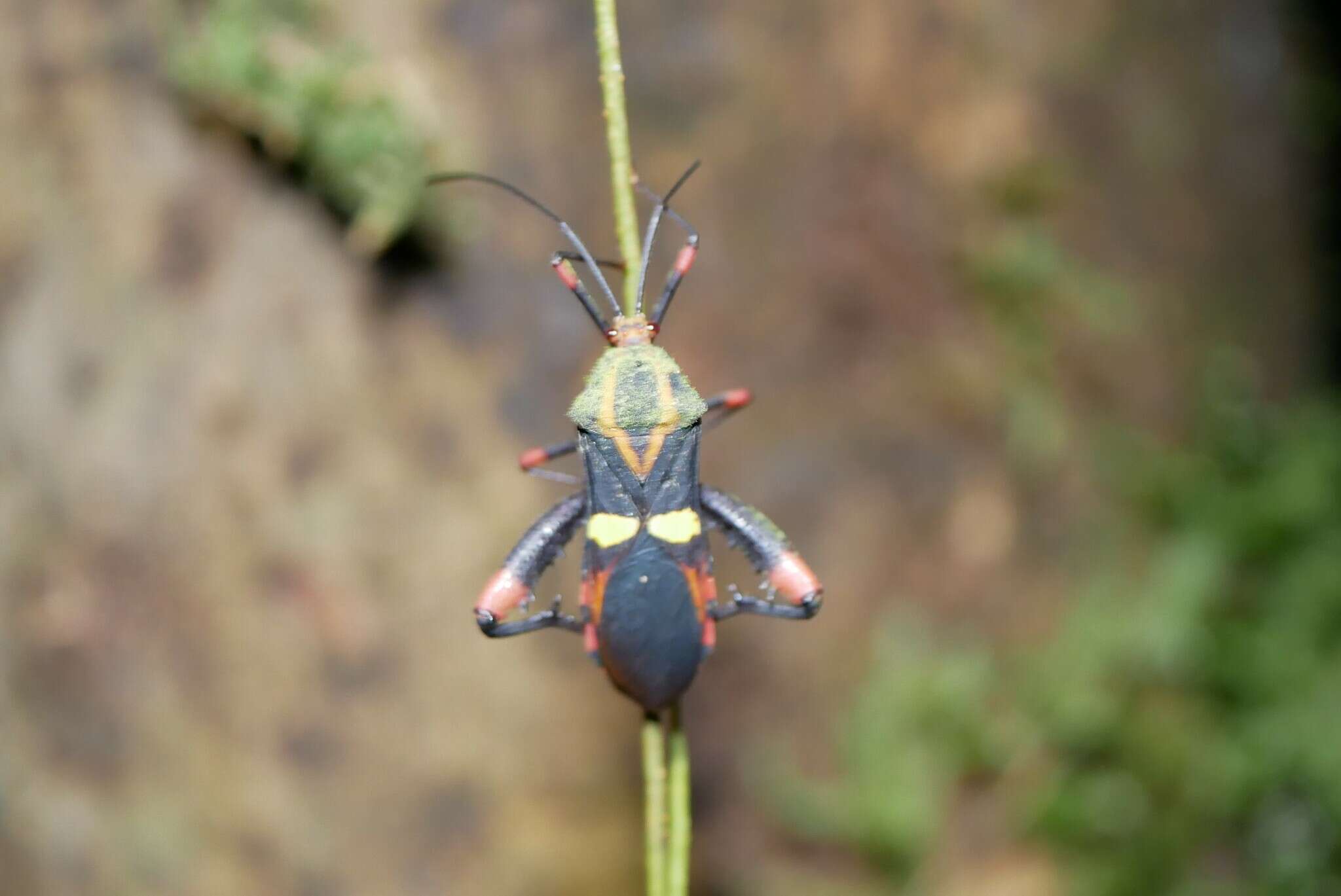 Image of Schaeferocoris ecuadorensis O'Shea 1980