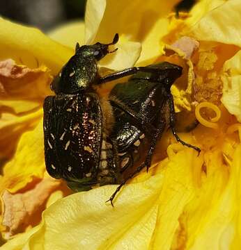 Image of Noble chafer