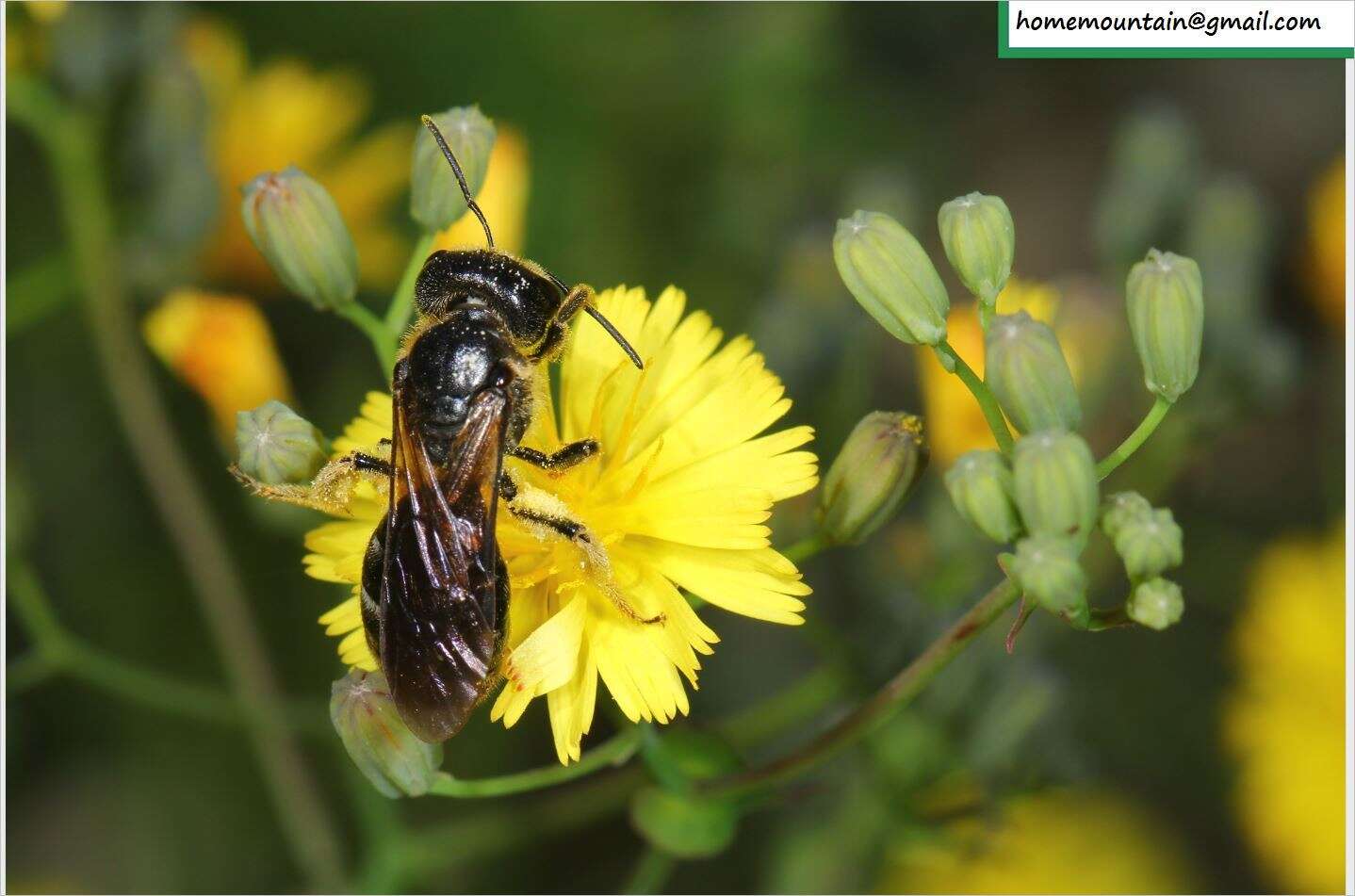 Image of Lasioglossum dybowskii (Radoszkowski 1876)