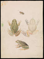 Image of Green and Gold Frog