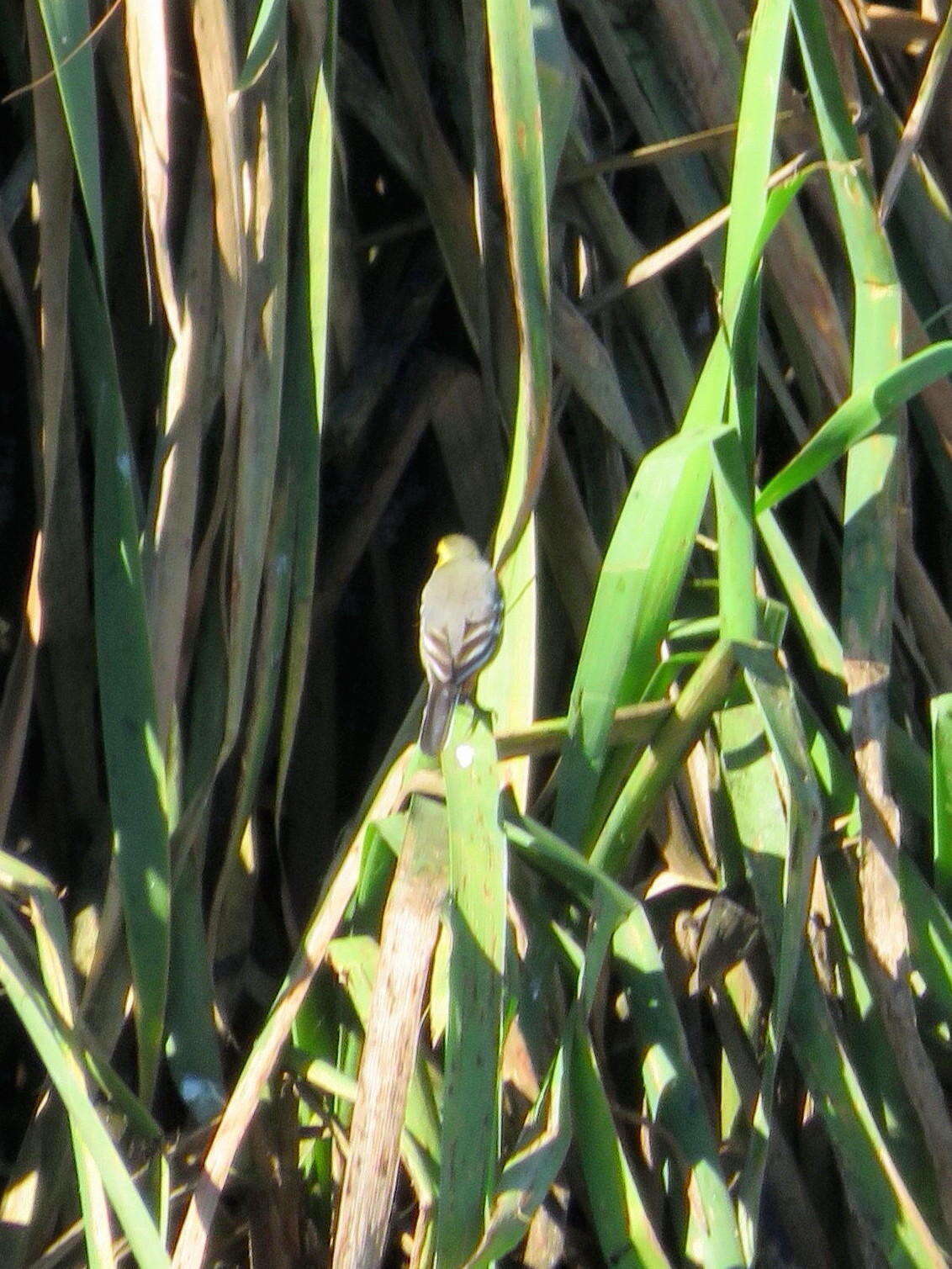 Image of Motacilla citreola citreola Pallas 1776