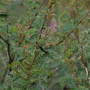 Image of Hippomelas planicauda Casey 1909