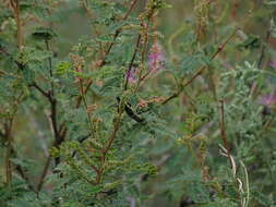 Image of Hippomelas planicauda Casey 1909