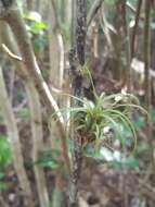 Plancia ëd Tillandsia balbisiana Schult. & Schult. fil.