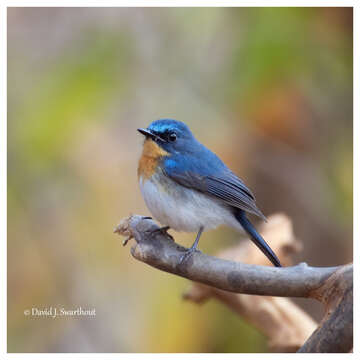 Image of Indochinese Blue Flycatcher