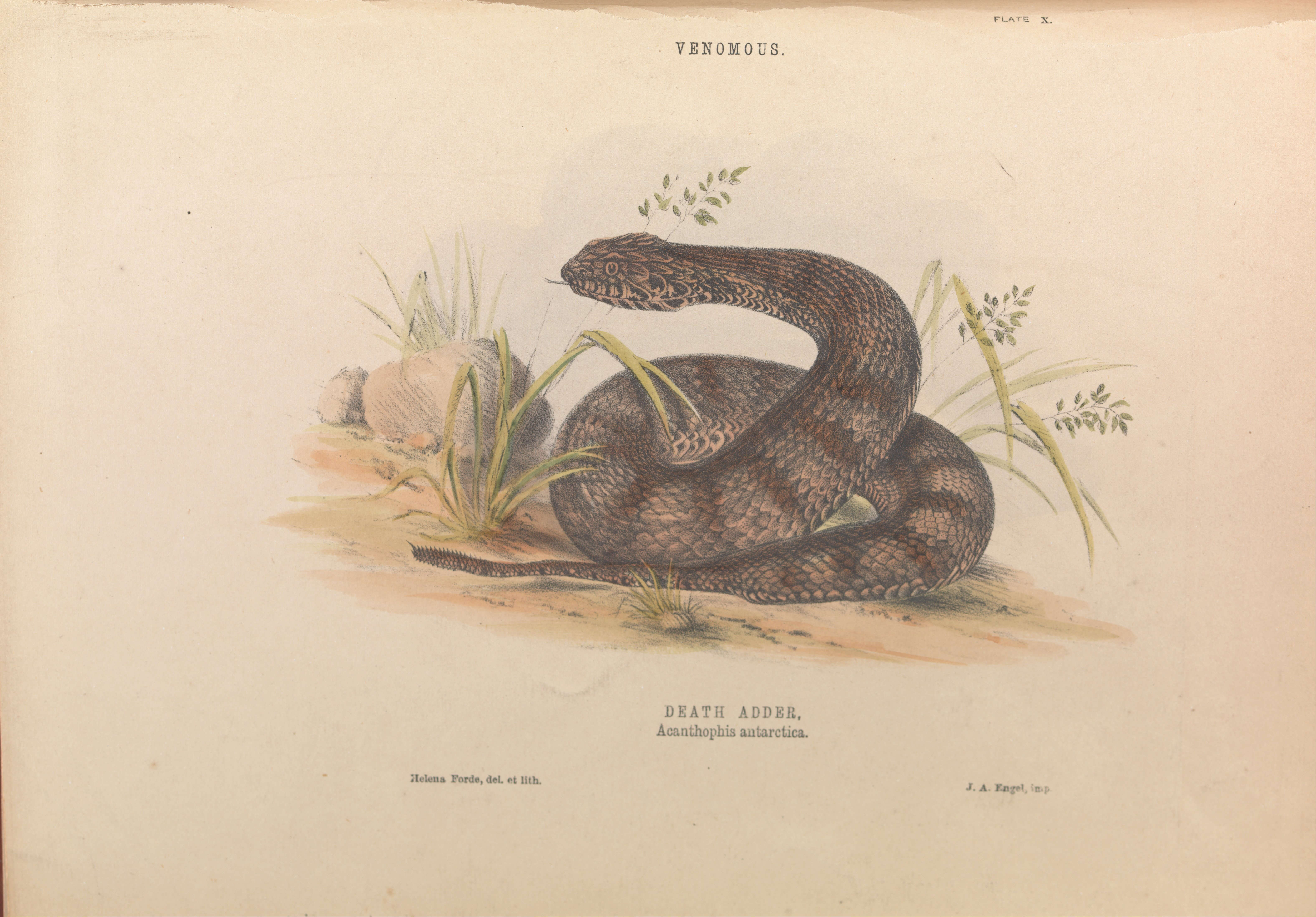 Image of Common Death Adder