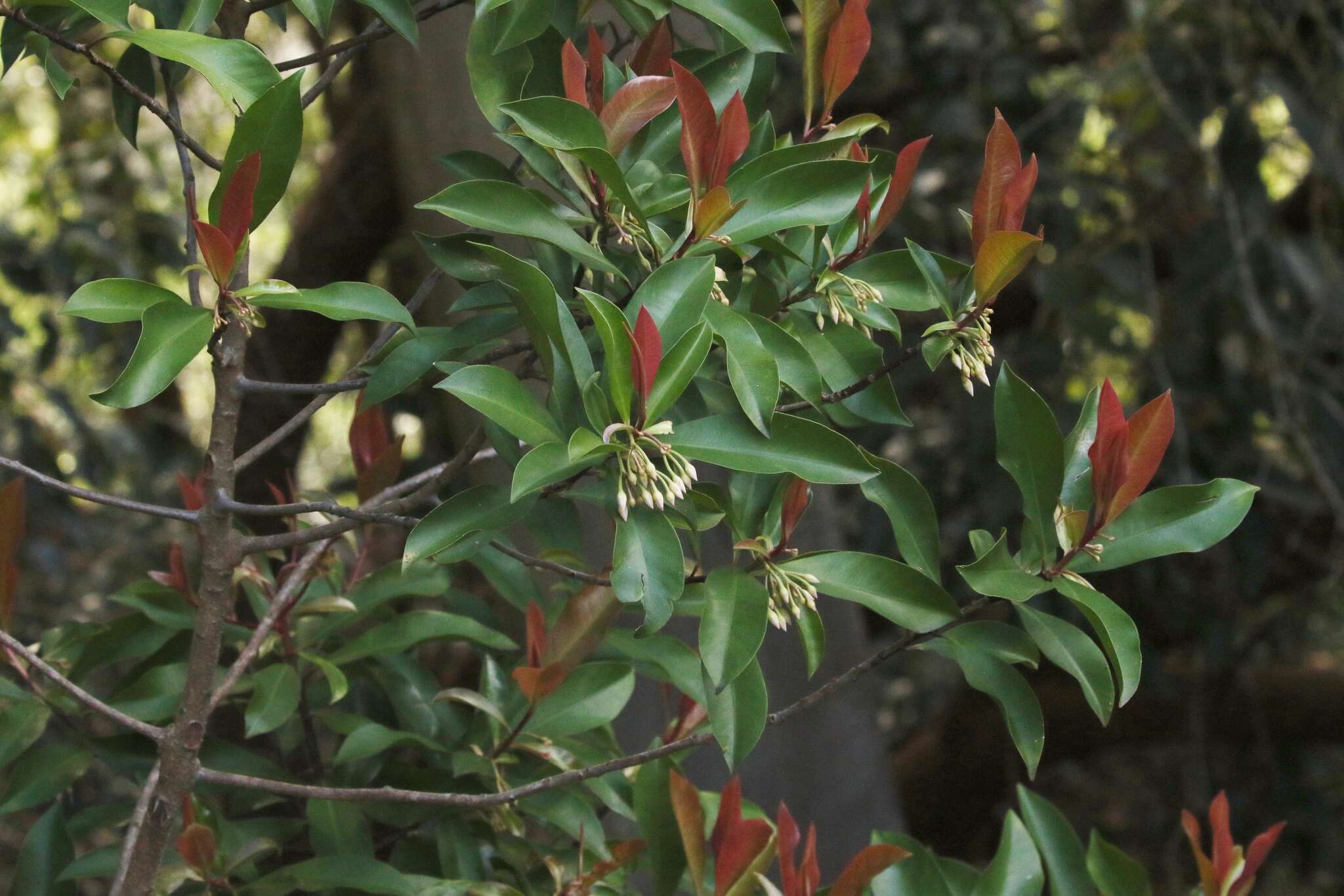 Слика од Ardisia elliptica Thunb.