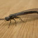 Image of Australian Brown Antlion