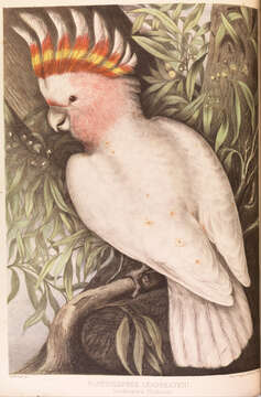 Image of cockatoos