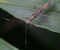 Image of Paraplesius vulgaris (Hsiao 1964)