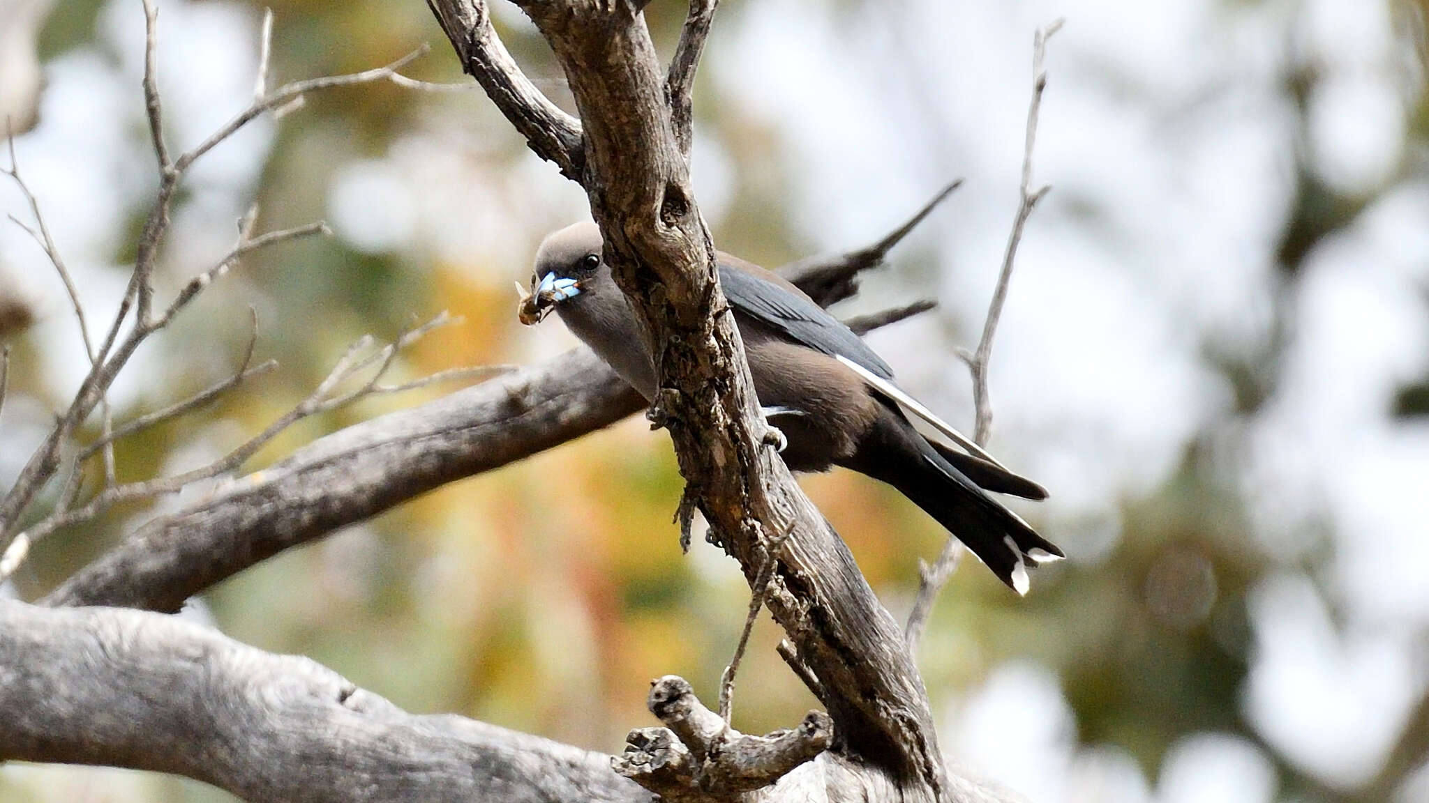 Image of Dusky Woodswallow