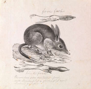Image of Chaeropus Ogilby 1838