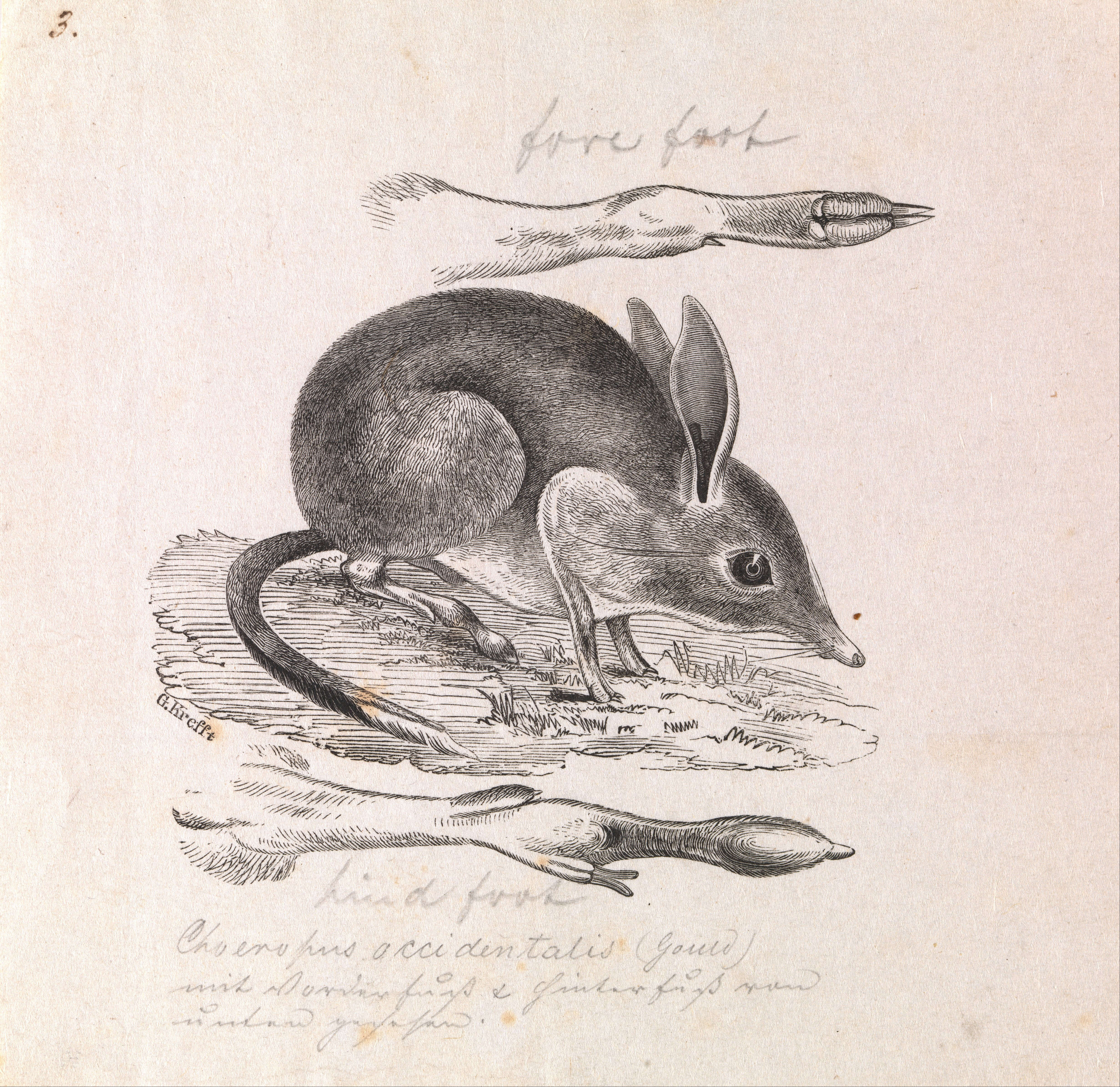 Image of pig-footed bandicoot