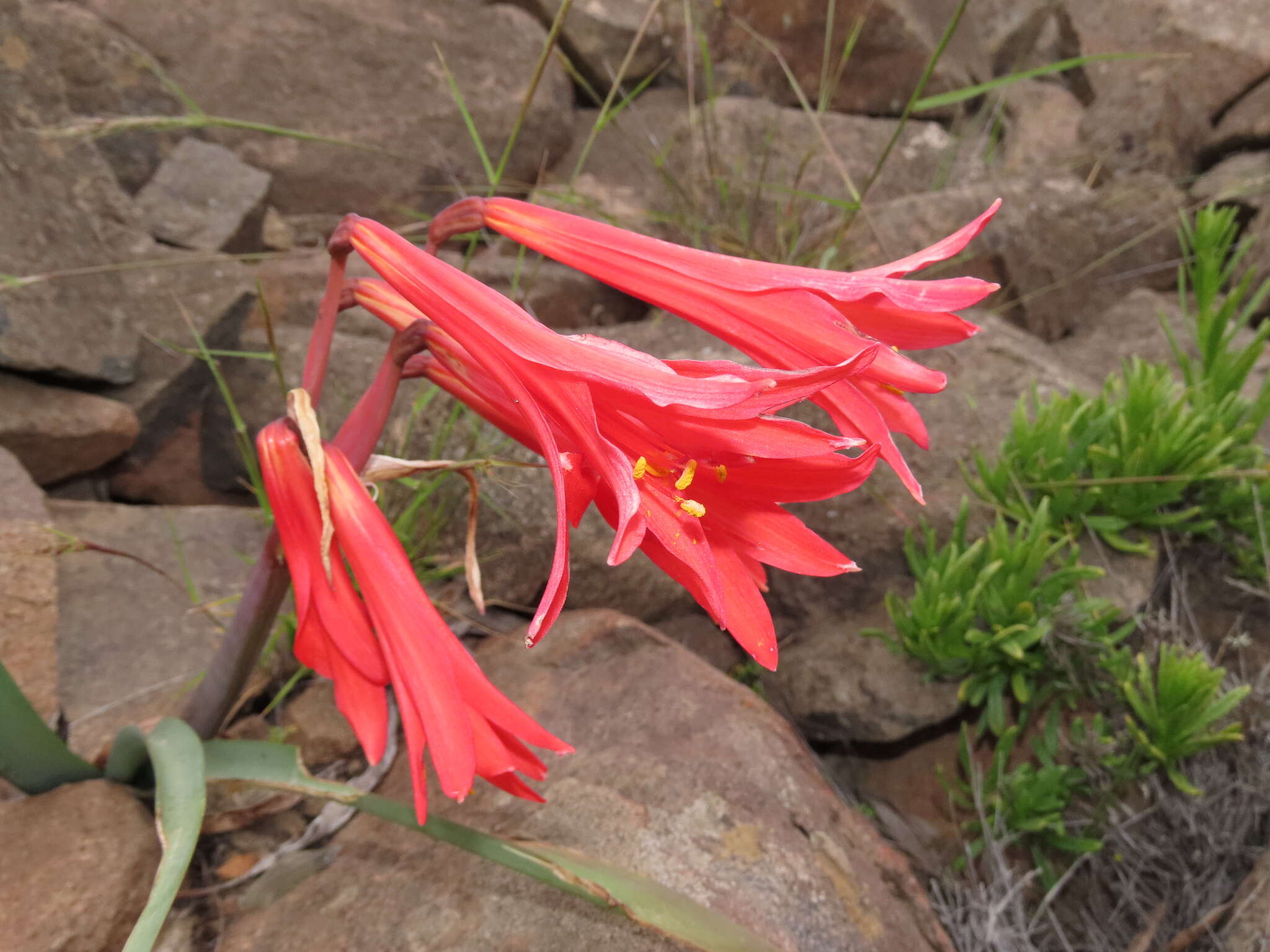 Image of Zephyranthes phycelloides