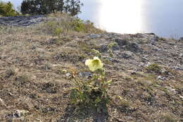 Image of Alcea rugosa Alef.