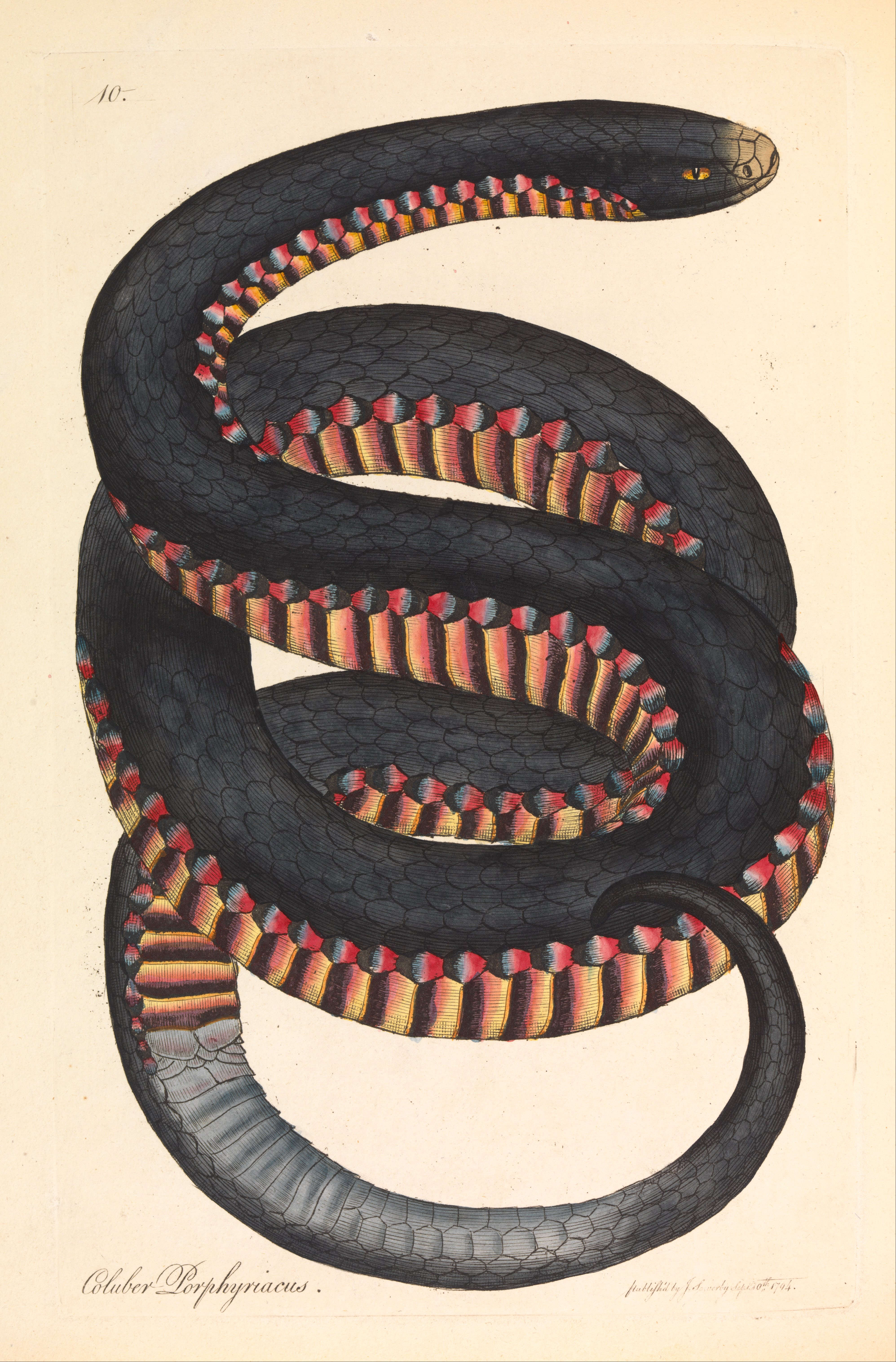 Image of red-bellied black snake