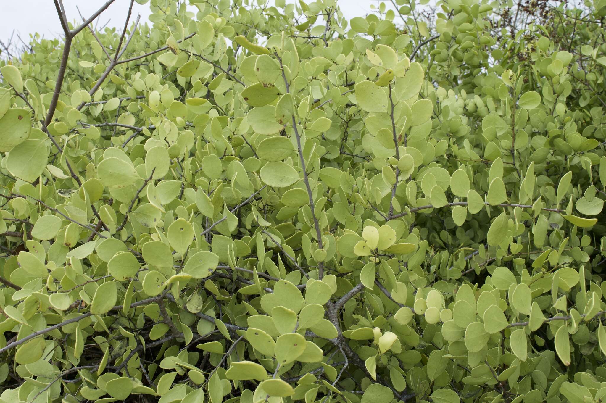 Image of Galápagos leatherleaf