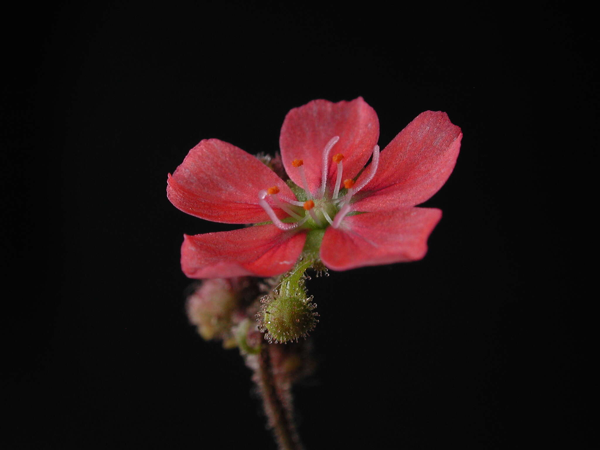 Image de Drosera pulchella Lehm.