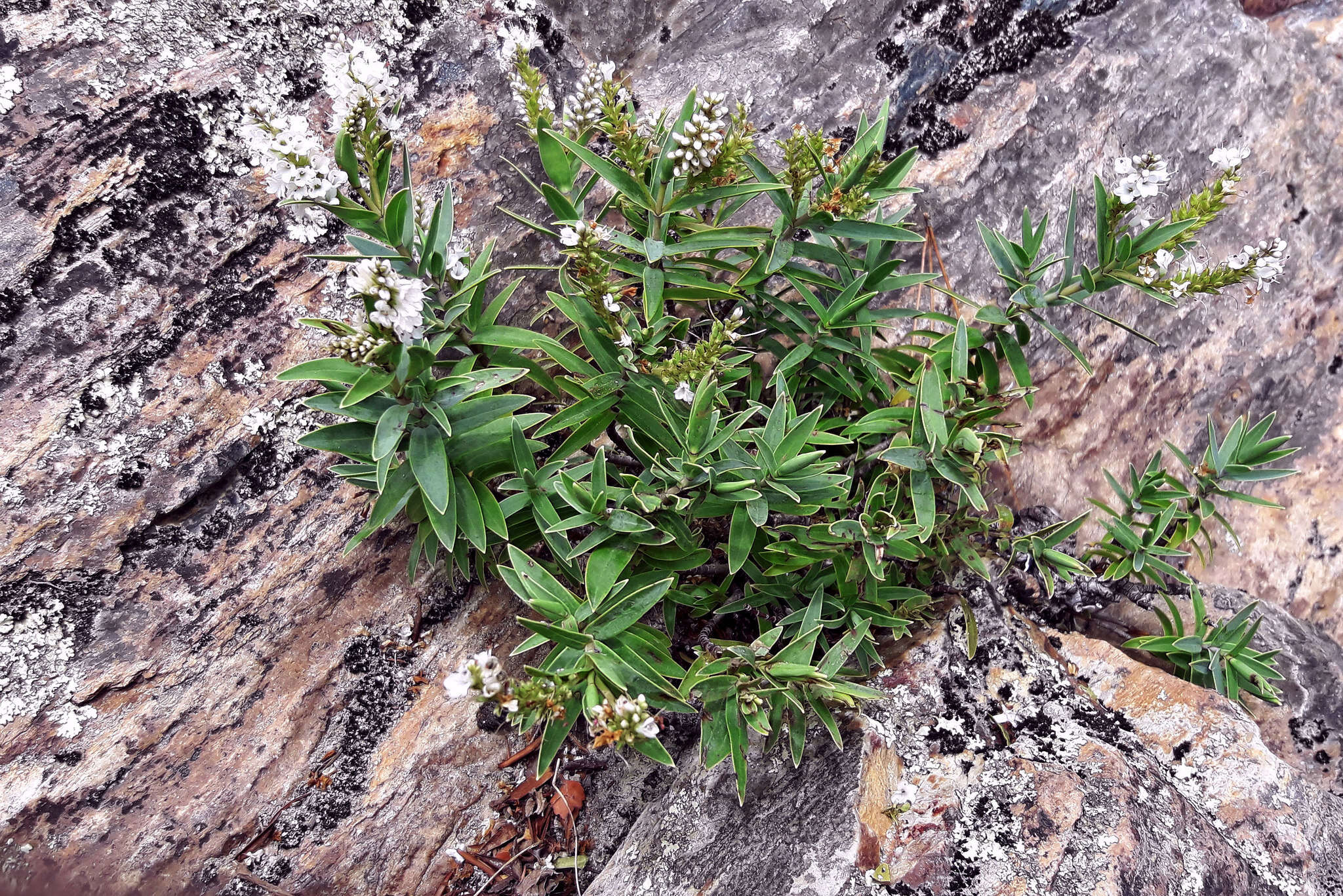 Image of Veronica albicans Petrie