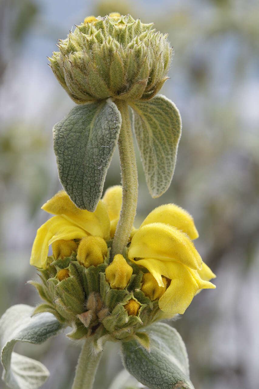 Image of shrubby Jerusalem sage