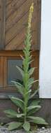 Image of Great Mullein