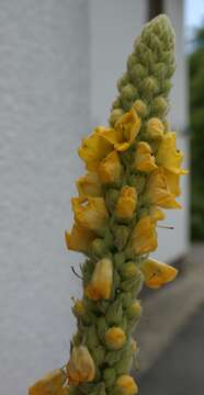 Image of Great Mullein