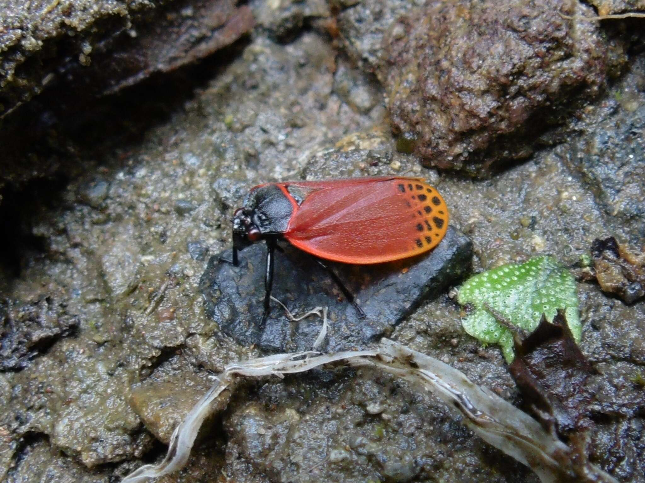 Imagem de Tomaspis biolleyi (Distant 1900)