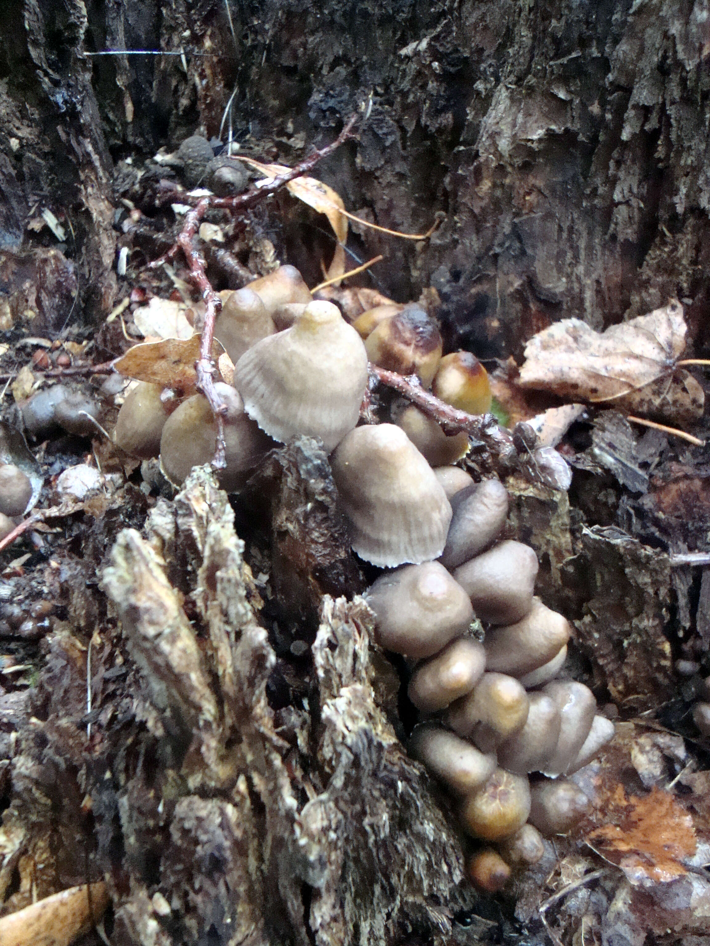 Image of Common Bonnet