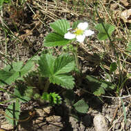 Image of Fragaria vesca subsp. bracteata (A. Heller) Staudt