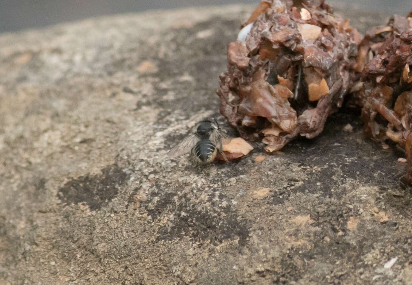 Image of Flat-tailed Leaf-cutter Bee