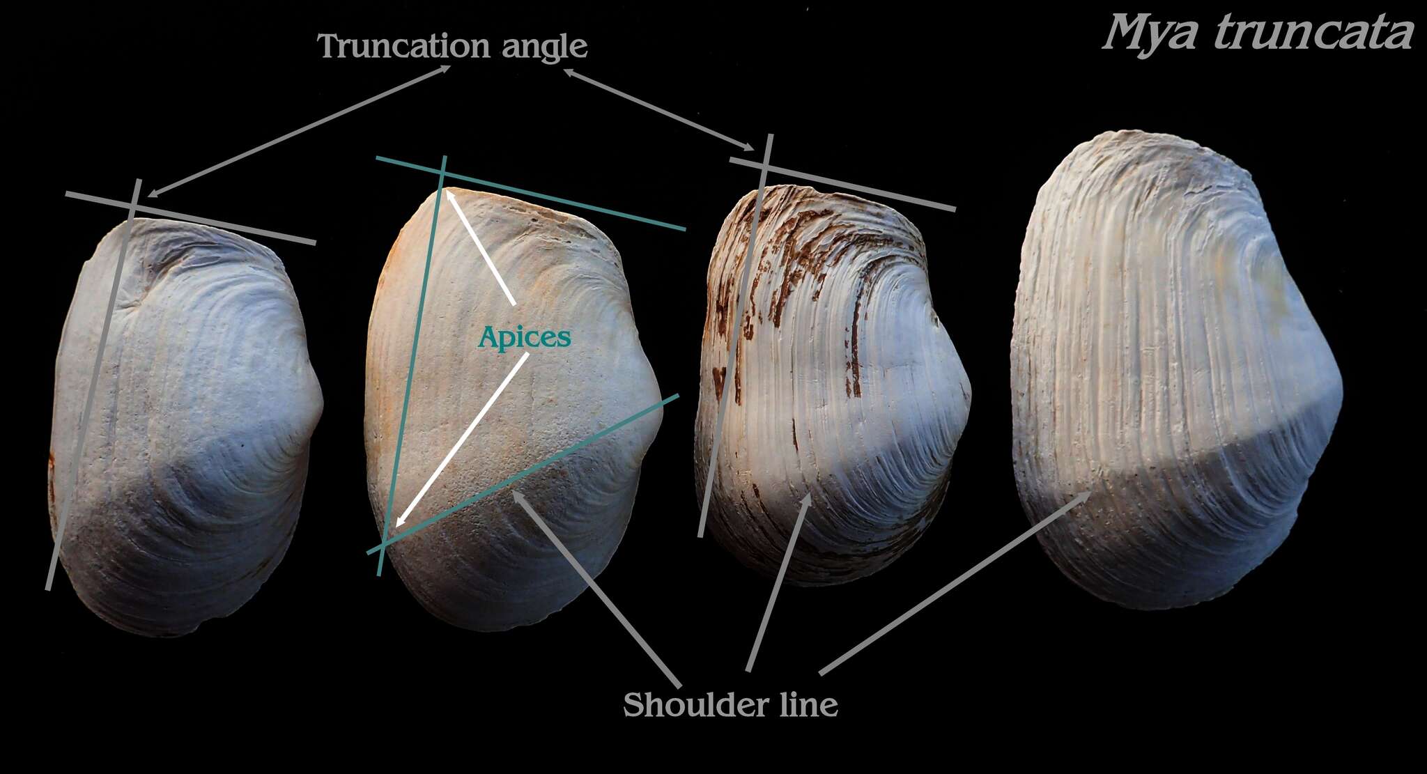 Image of Soft-shelled clam