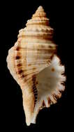 Image of Monoplex parthenopeus (Salis Marschlins 1793)