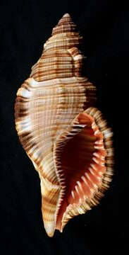 Image of Monoplex pilearis (Linnaeus 1758)