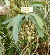 Image of Aerangis ugandensis Summerh.