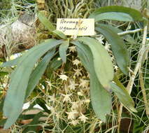 Image of Aerangis ugandensis Summerh.