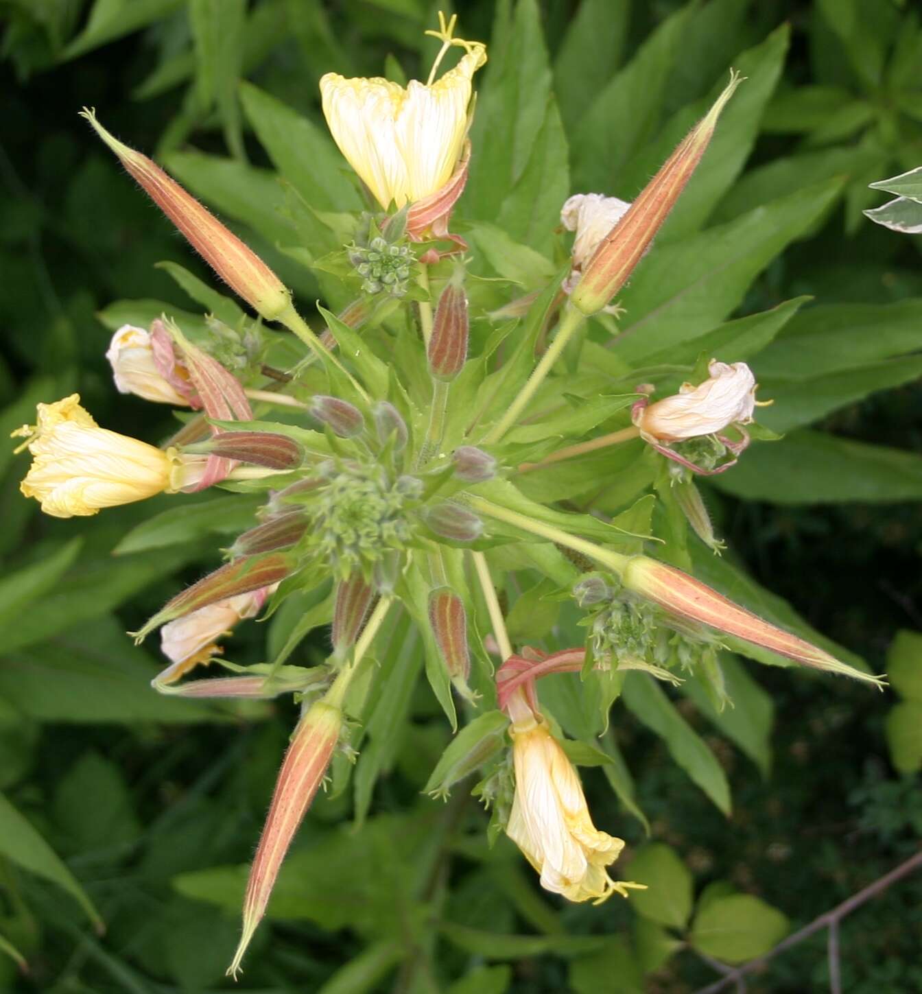 Imagem de Oenothera glazioviana M. Micheli