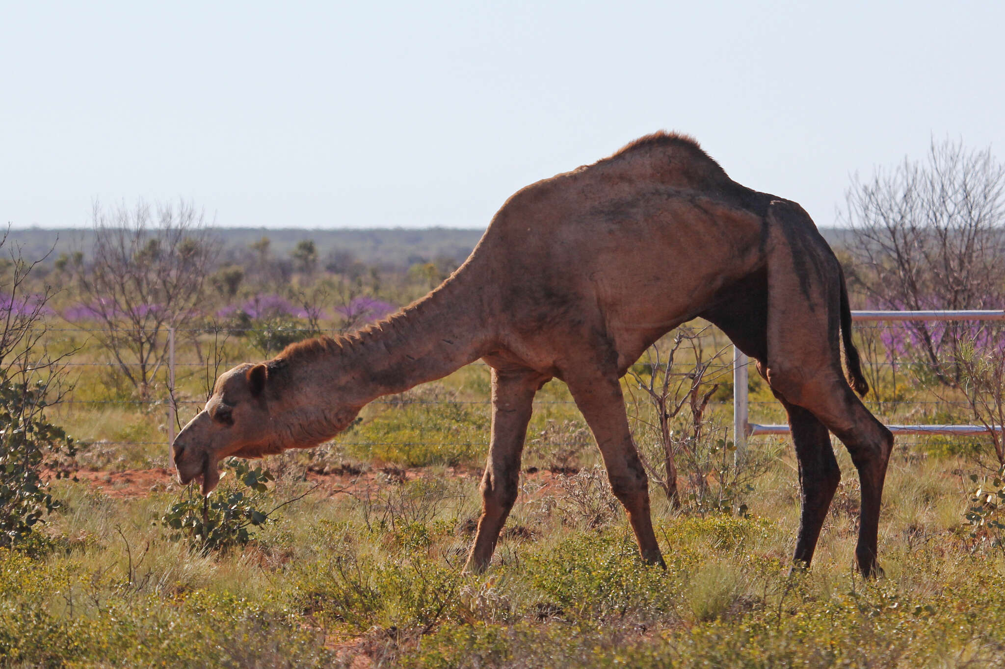 Image of Dromedary