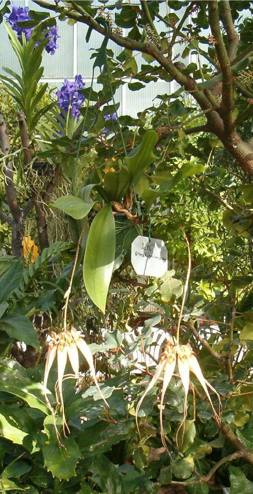 Image of Bulbophyllum ornatissimum (Rchb. fil.) J. J. Sm.