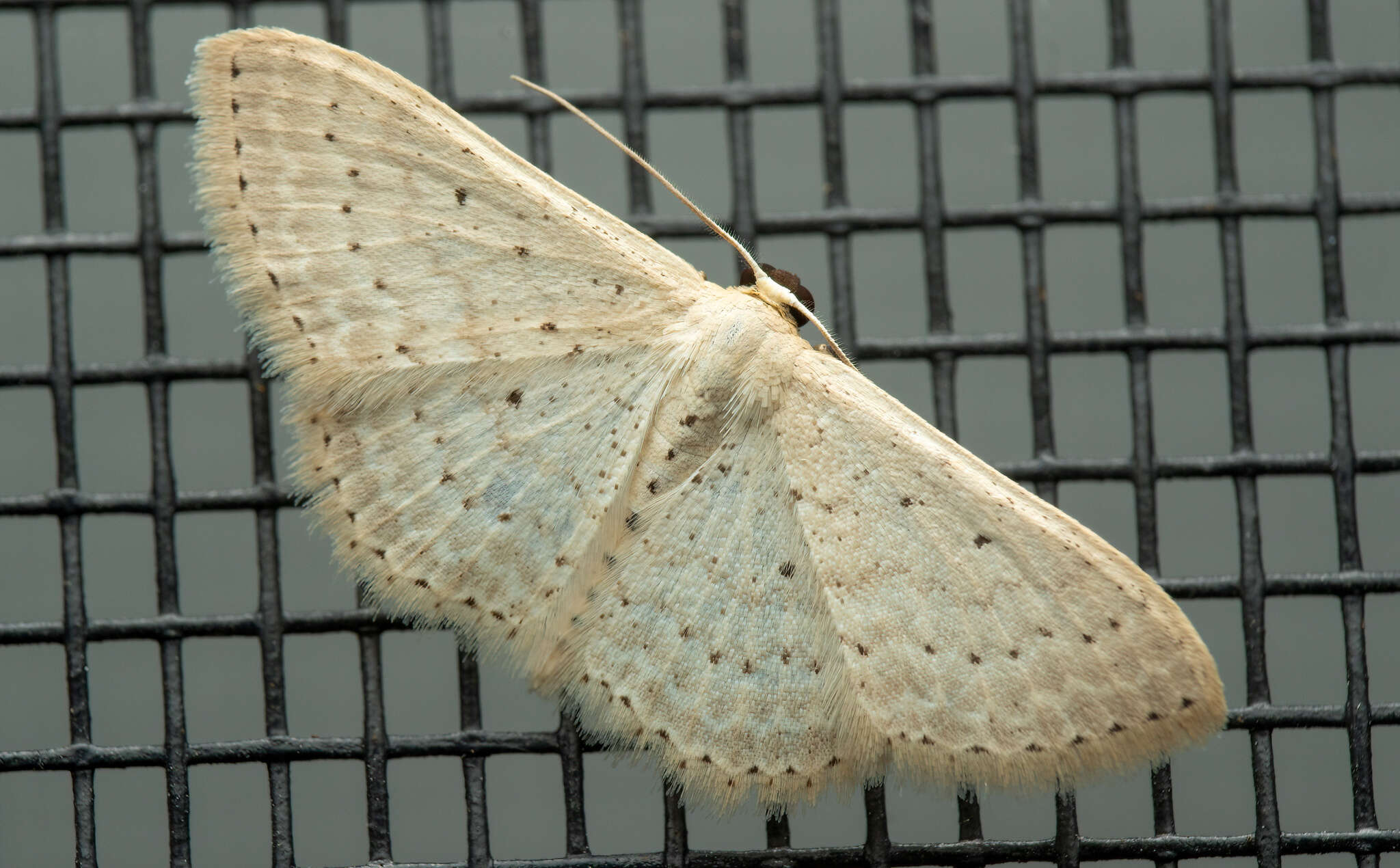 Image of Scopula sublinearia Walker 1866