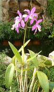 Imagem de Cattleya loddigesii Lindl.