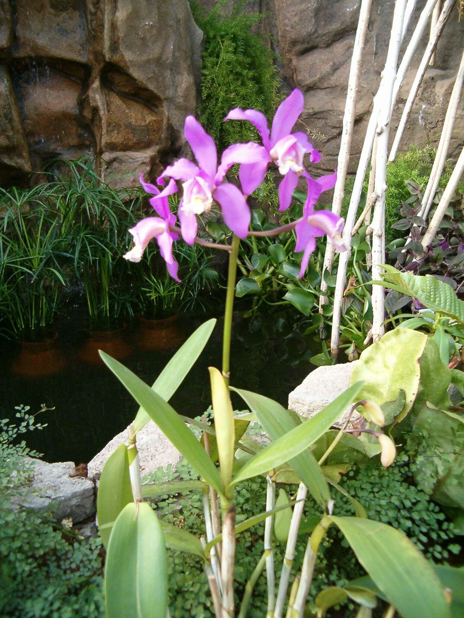 Imagem de Cattleya loddigesii Lindl.