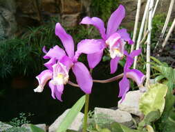 Imagem de Cattleya loddigesii Lindl.