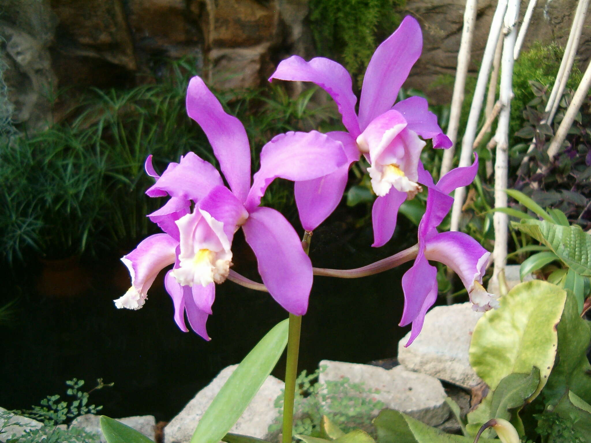 Image of Cattleya loddigesii Lindl.