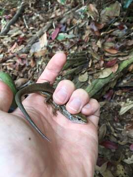 Image of Indian Forest Skink